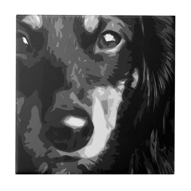 Um Dachshund diminuto preto e branco (Frente)