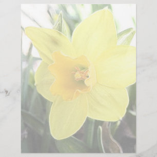 Um Daffodil amarelo alegre