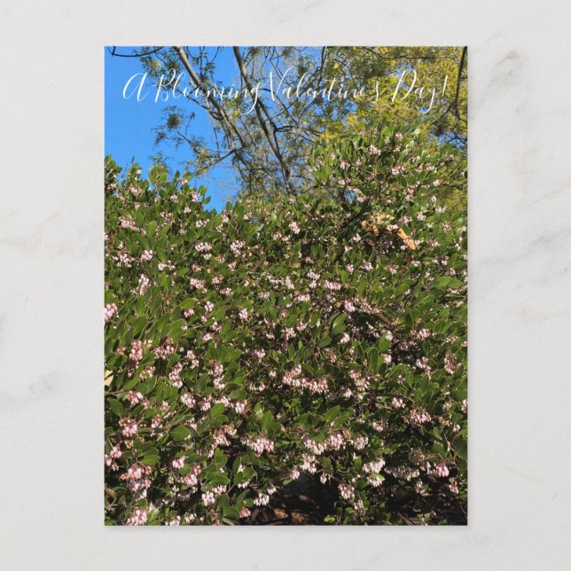 Um Dia de os namorados Blooming! Cartão Postal (Frente)