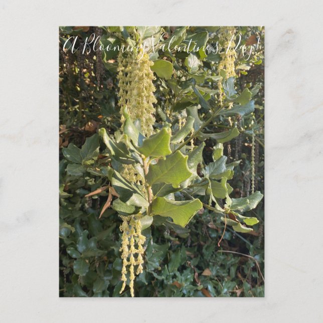 Um Dia de os namorados Blooming! Cartão Postal (Frente)