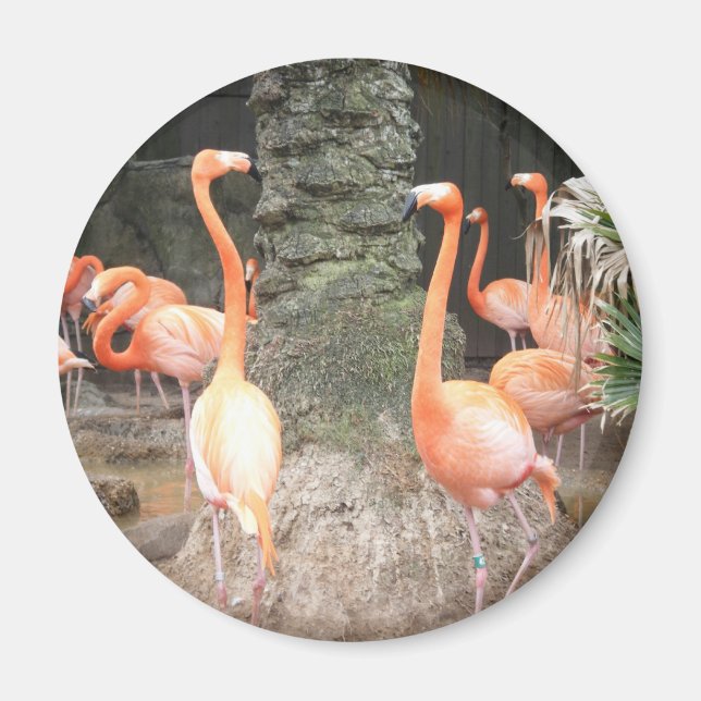 Um dia no imã do zoológico (Frente)