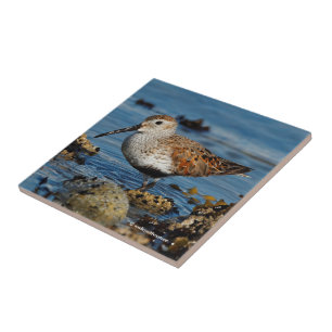 Um Dunlin bonito fica solo