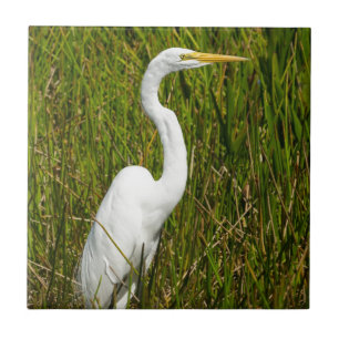 Um Egret branco no pântano