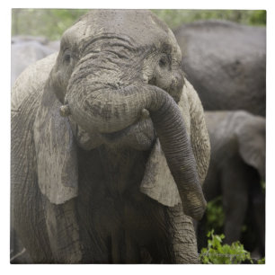 Um elefante africano novo (africana do Loxodonta)