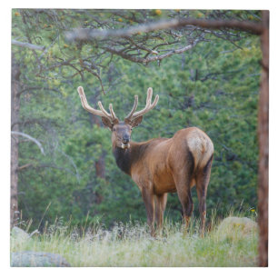 Um Elk Olhando Para Trás Montanhas Rochosas
