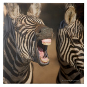 Um fim-acima de uma zebra que mostra seus dentes,