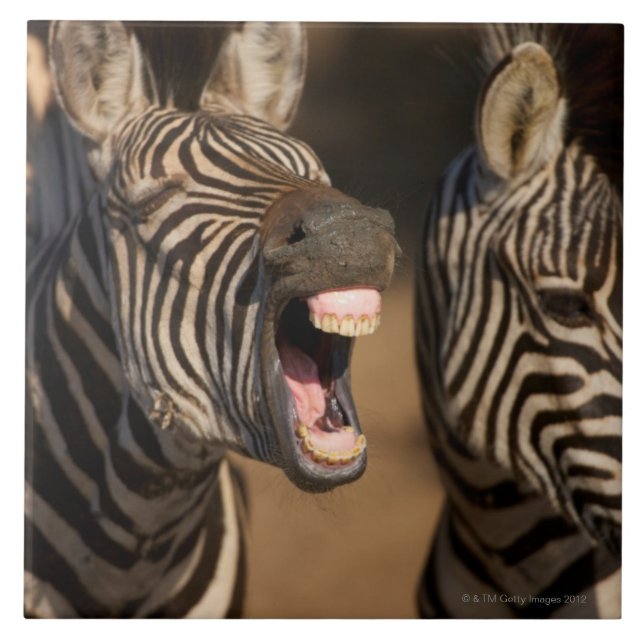 Um fim-acima de uma zebra que mostra seus dentes, (Frente)