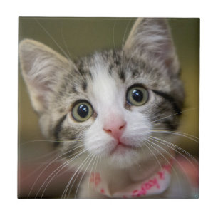 Um gatinho bonito com olhos verdes