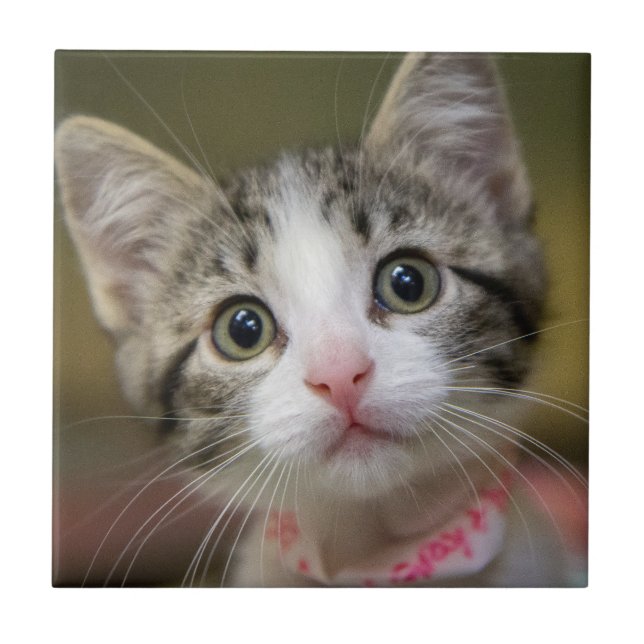 Um gatinho bonito com olhos verdes (Frente)