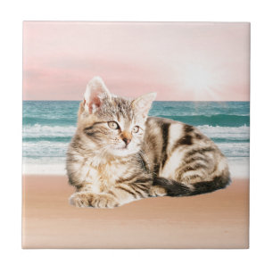 Um gato listrado mais fofo sentado na praia com o