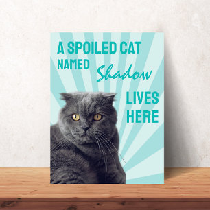 Um Gato Mimado Vive Aqui Poster de Gato Personaliz