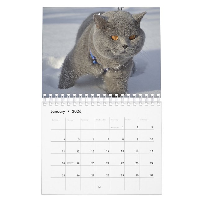 Um Gato para Todos os Calendários (Jan 2026)