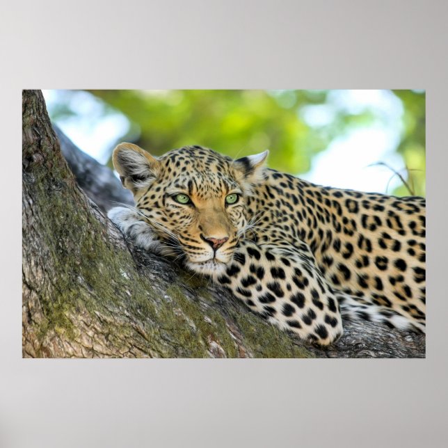 Um gaze-leopardo - Impressão (Frente)
