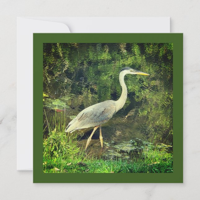 Um herão azul (Frente)