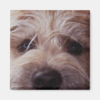 Um imã de fechamento na face