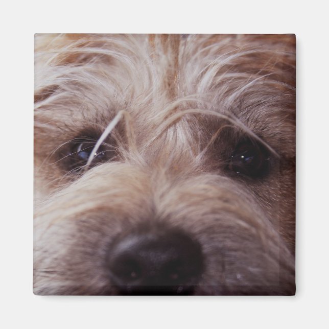 Um imã de fechamento na face (Frente)