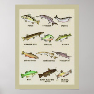 Um Impressão muito Fishy