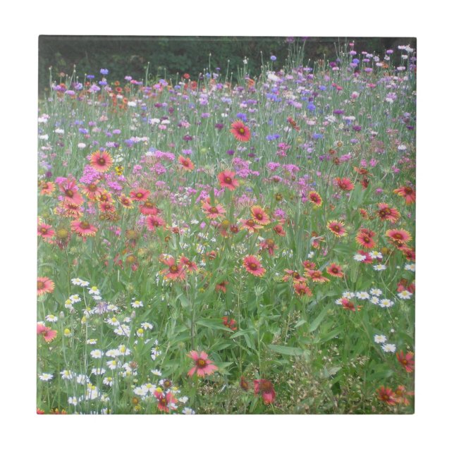 Um Jardim de Flores Selvagens (Frente)