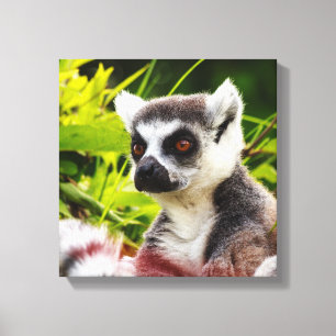 um lemur de madagascar em canvas