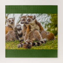 um lêmure macho abraça sua fêmea na quebra-cabeça