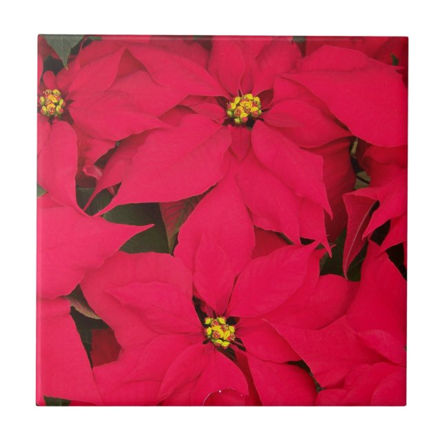 Um monte de Poinsettias de Natal Brilhante (Frente)