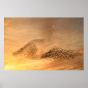 Um Murmuration do impressão de Starling