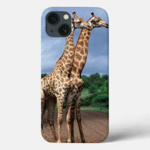 Um Par de Girafas na Estrada, Kruger Nacional