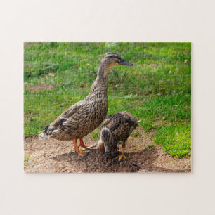 Um Pato de Mallard e sua quebra-cabeça de Puto