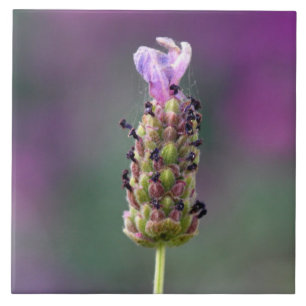 Um pedacinho de Lavanda