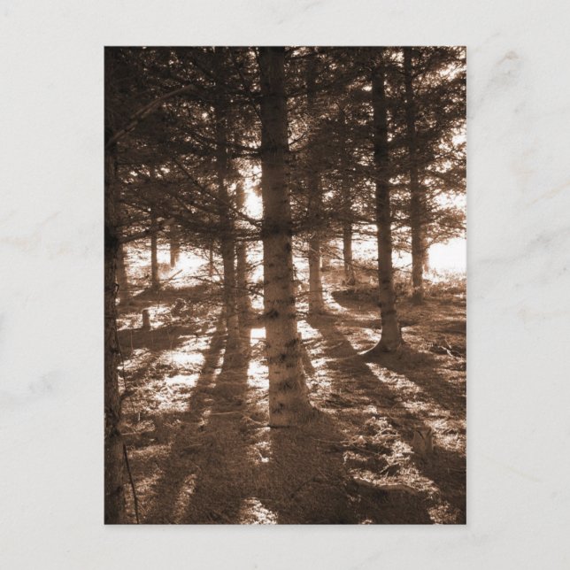 Um pôr do sol no cartão postal da floresta. (Frente)