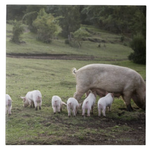 Um porco com leitão em um campo