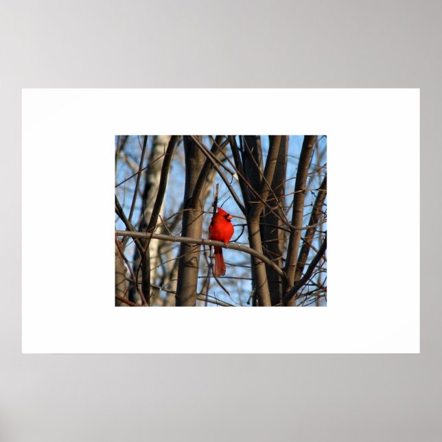 Um Poster Cardinal (Frente)