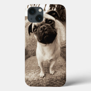 Um Pug com sua cabeça intitulada ao lado