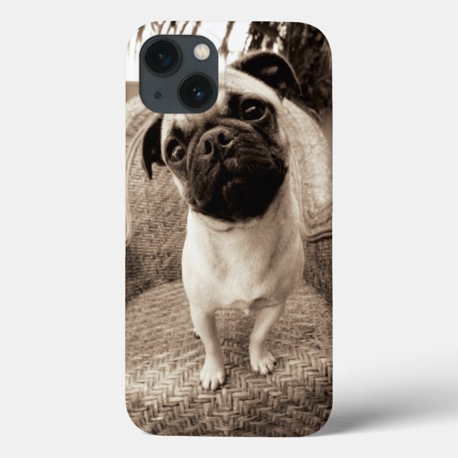Um Pug com sua cabeça intitulada ao lado (Verso)