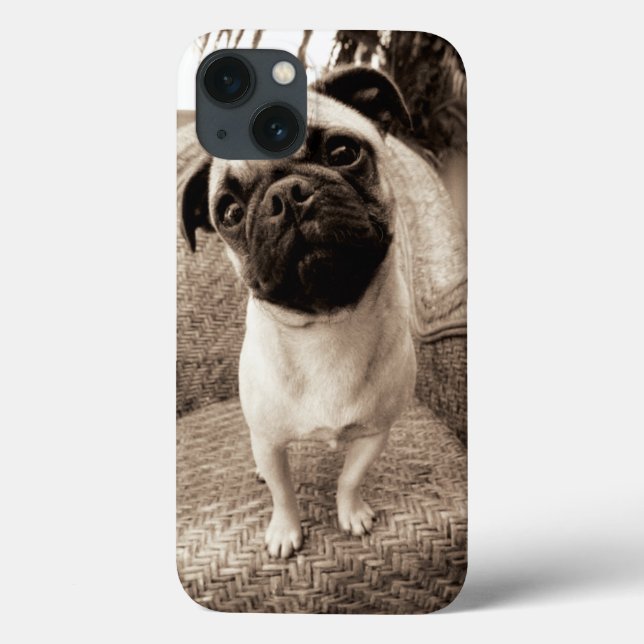Um Pug com sua cabeça intitulada ao lado (Verso)