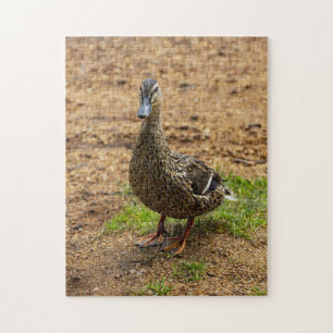 Um quebra-cabeça de Mallard Duck