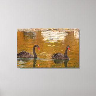 um raro exemplo de cisne negro na Canvas