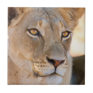 Um retrato de uma Lionesa olhando para a distância