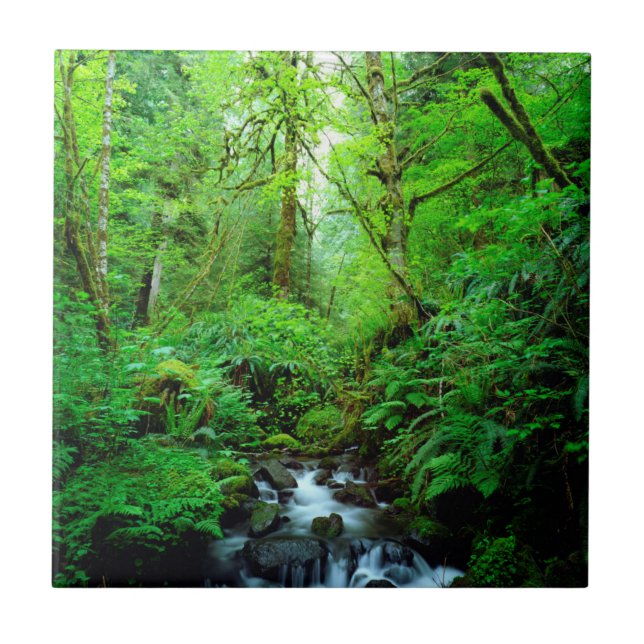 Um riacho numa floresta primária (Frente)