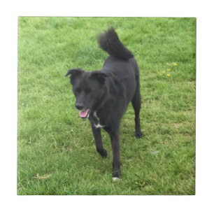 Um Rouco/Azulejo de cerâmica de laboratório surp