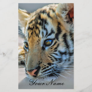 Um tigre de bebê bonito
