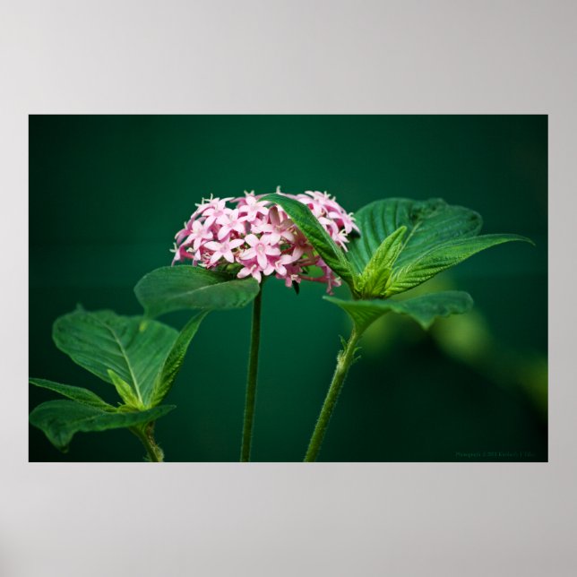 Um toque de rosa no Impressão verde (Frente)