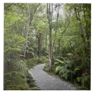 Um trajeto através de uma floresta tropical na