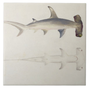 Um tubarão Martelo-dirigido, Loheia, atribuído