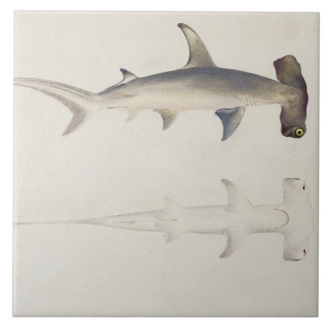 Um tubarão Martelo-dirigido, Loheia, atribuído (Frente)