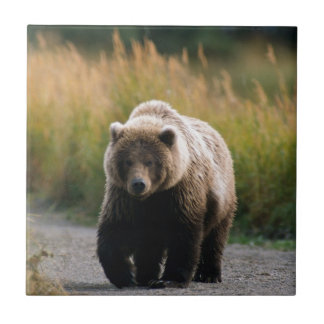 Um urso de Brown que anda em uma fuga