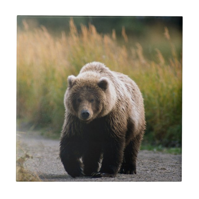 Um urso de Brown que anda em uma fuga (Frente)