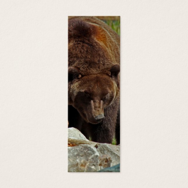 Um Urso de um Indicador (Frente)