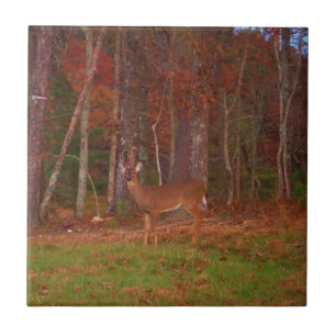 Um veado no lago Arrohouad