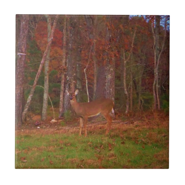 Um veado no lago Arrohouad (Frente)